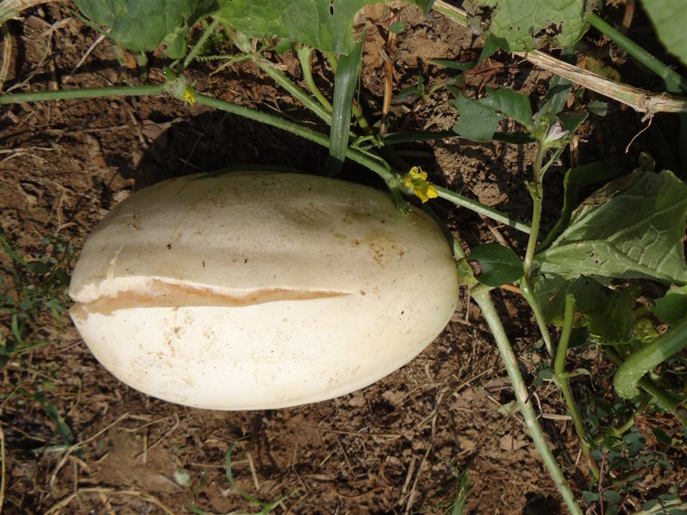 Cucumis melo var. momordica